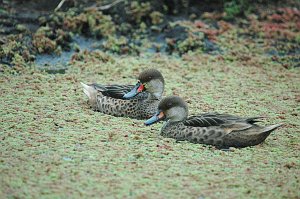 Duck, White-cheeked Pintail, 2004-11035510